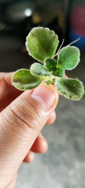 碰碰香怎样养茂盛