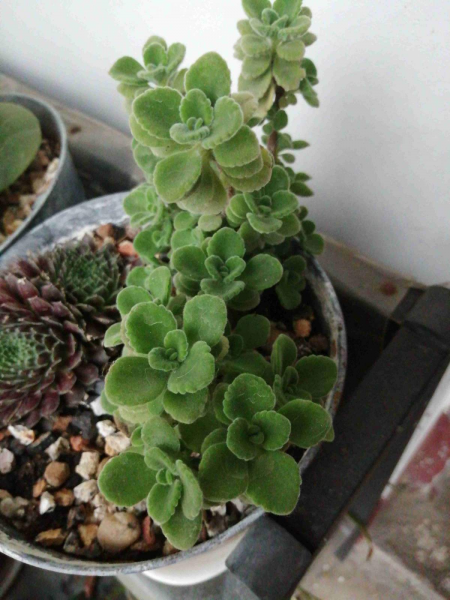 碰碰香怎样养茂盛