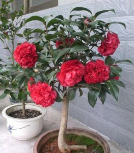 四季茶花怎么养家庭养法 盆栽四季茶花的养护小妙招