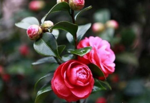 四季茶花怎么养家庭养法