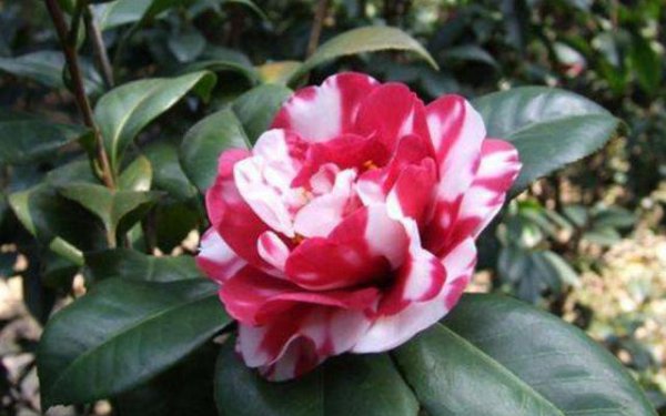 四季茶花怎么养家庭养法