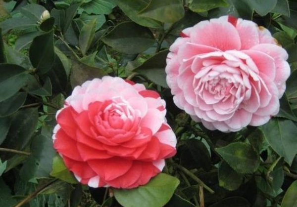 四季茶花怎么养家庭养法