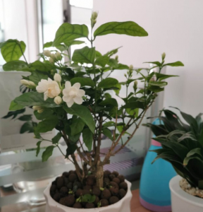 茉莉花如何养殖 盆栽茉莉花养护知识