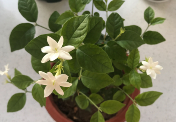 茉莉花如何养殖