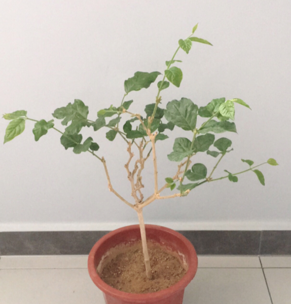 茉莉花如何养殖