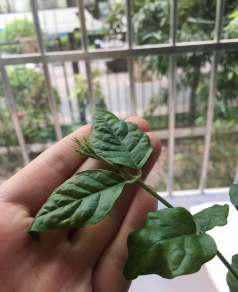 茉莉花如何养殖