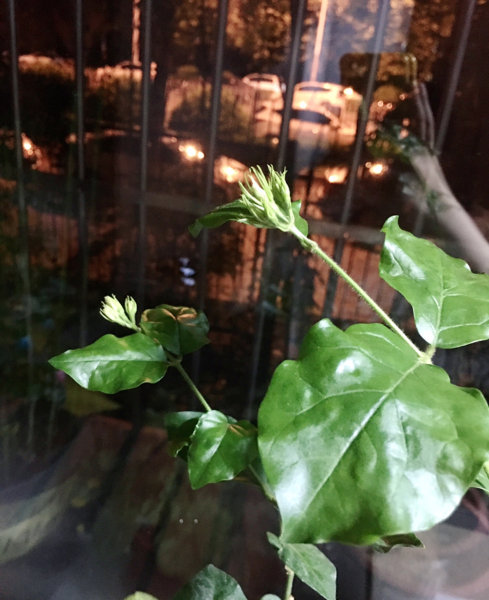 茉莉花如何养殖
