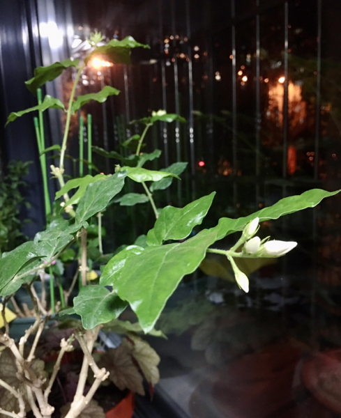 茉莉花如何养殖