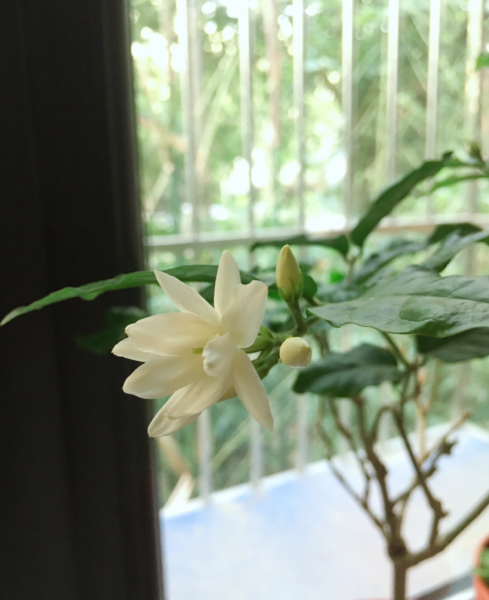 茉莉花如何养殖