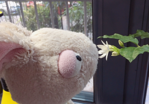 茉莉花如何养殖
