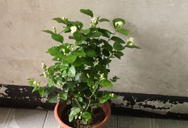 茉莉花如何养殖