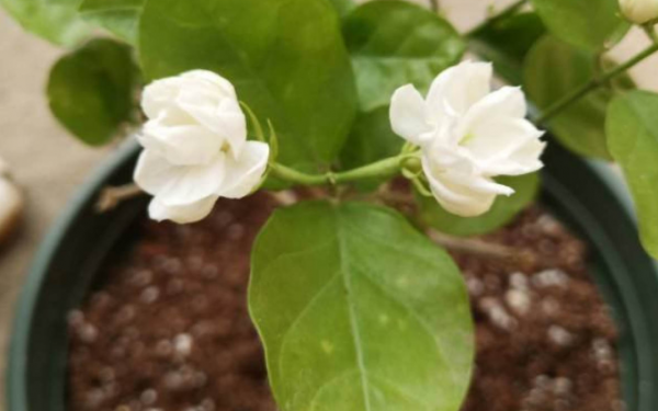 茉莉花如何养殖