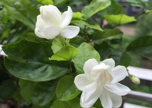 茉莉花如何养殖