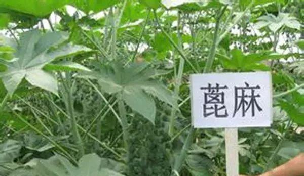 十大恐怖植物有哪些