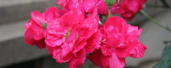 如何养好月季花盆栽