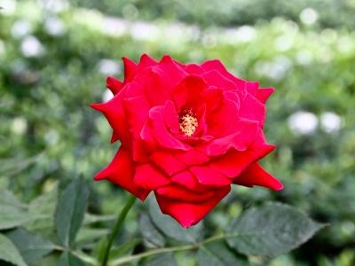 如何养好月季花盆栽