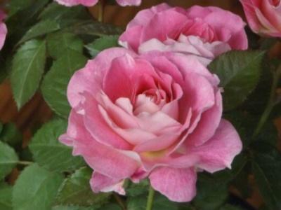 如何养好月季花盆栽