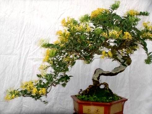 金银花老桩盆景如何养