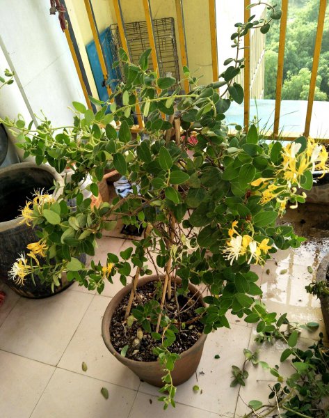 金银花老桩盆景如何养