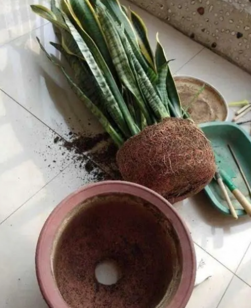 金边虎尾兰怎么养殖