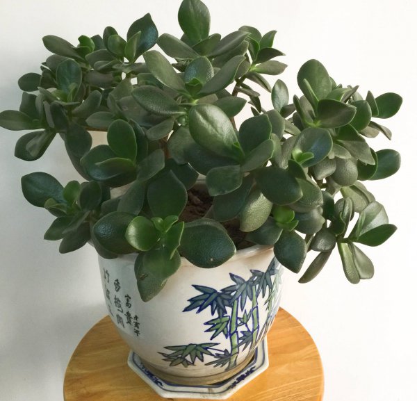 玉树盆景怎样栽植