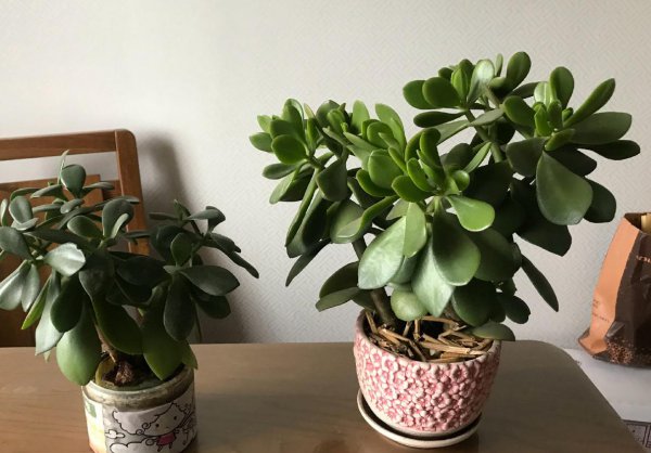 玉树盆景怎样栽植