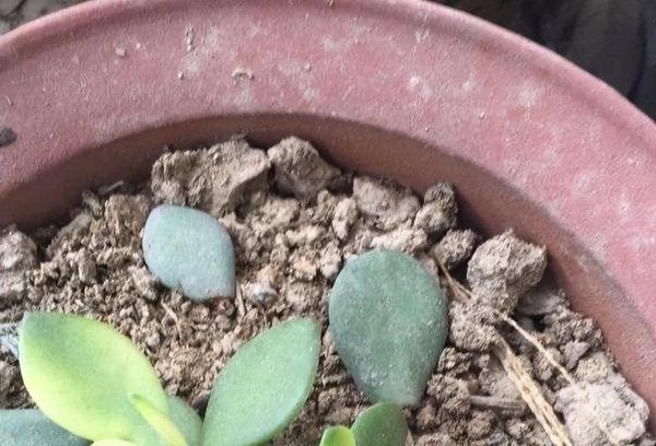 玉树盆景怎样栽植