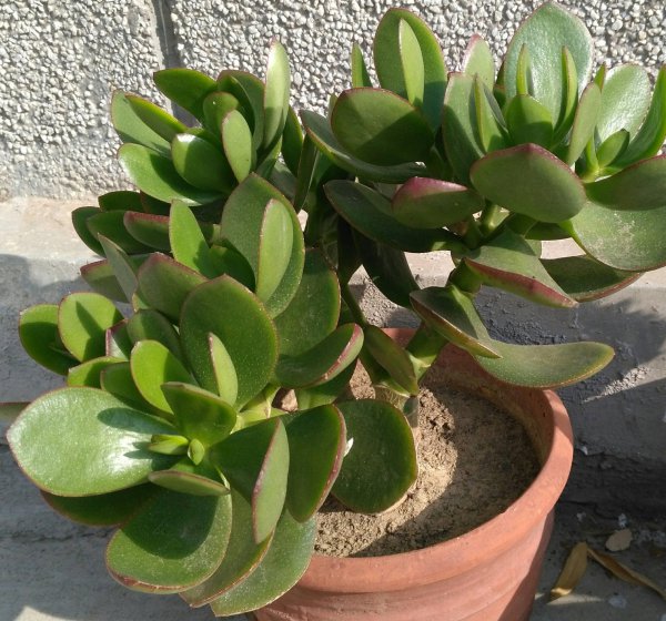 玉树盆景怎样栽植