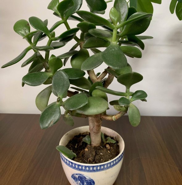 玉树盆景怎样栽植