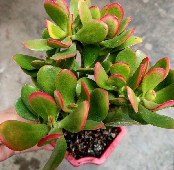 玉树盆景怎样栽植