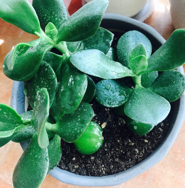 玉树盆景怎样栽植