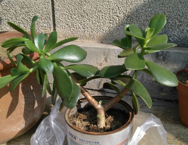 玉树盆景怎样栽植