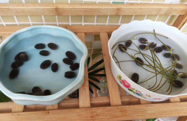 碗莲的种植方法