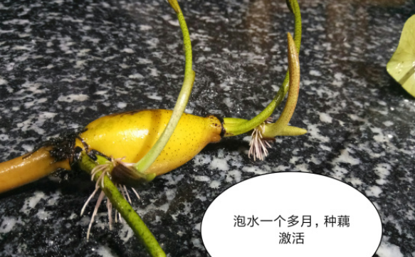 碗莲的种植方法