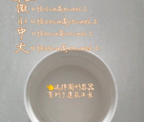 碗莲的种植方法