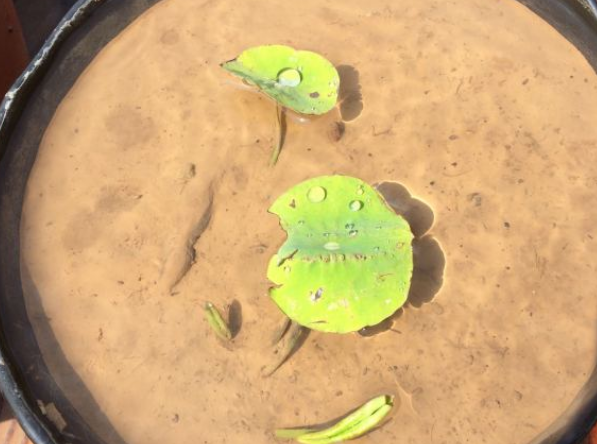 碗莲的种植方法