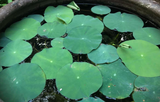 碗莲的种植方法