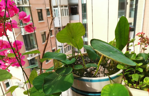碗莲的种植方法