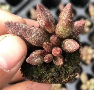 玛丽安盆栽怎么养 玛丽安绿植的养护知识