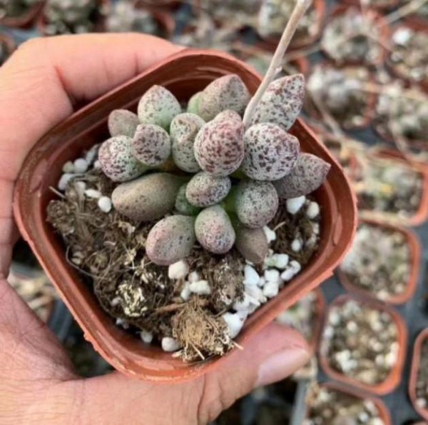 玛丽安盆栽怎么养