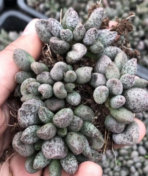玛丽安盆栽怎么养