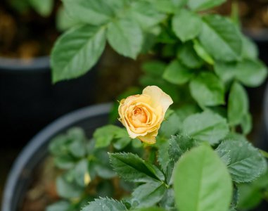 盆栽月季花好养吗 月季花的养殖方法讲解