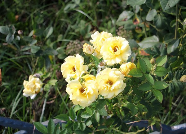 盆栽月季花好养吗