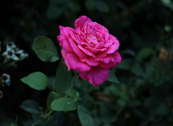 盆栽月季花好养吗