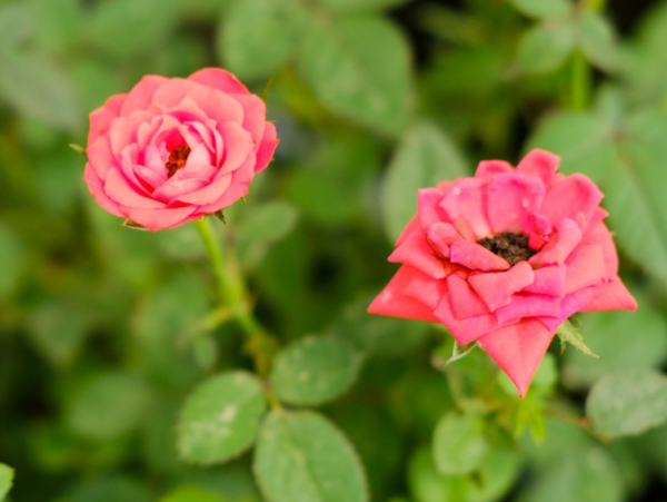 盆栽月季花好养吗
