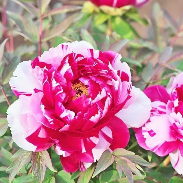 牡丹花的花语是什么
