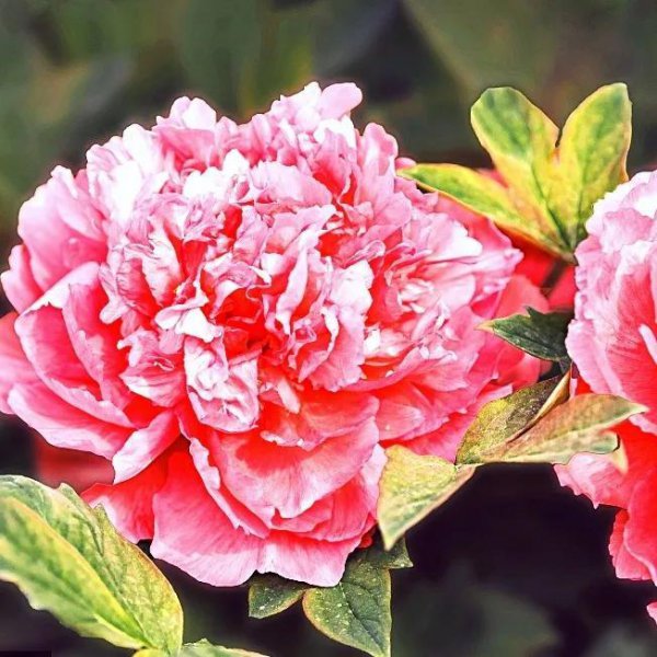 牡丹花的花语是什么