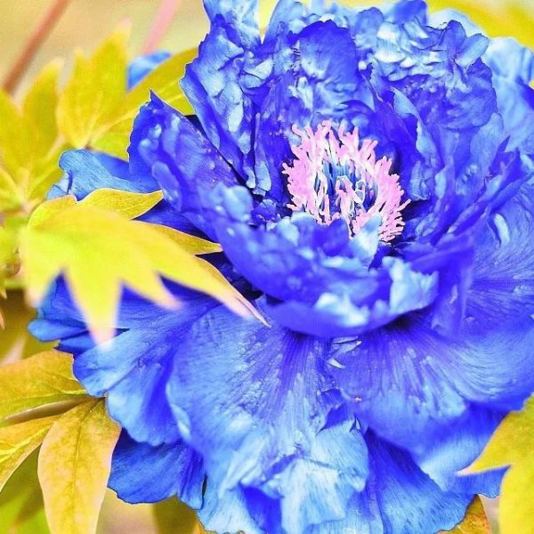 牡丹花的花语是什么