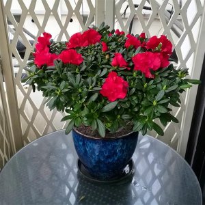 盆栽杜鹃花好养吗 详解杜鹃花养护小窍门