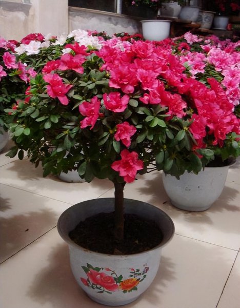 盆栽杜鹃花好养吗